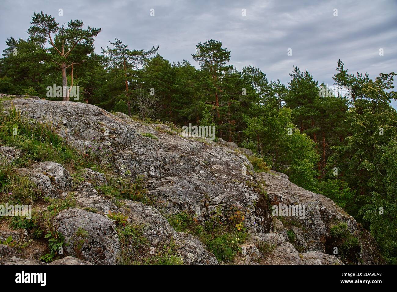 Deciduous and coniferous forest in which grass grows. The forest is located on the hills. Visible stones, roots, needles on the ground, ravines. Stock Photo