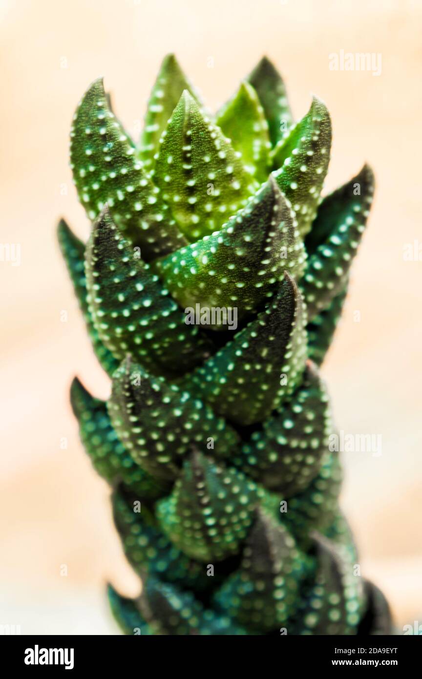 Succulent plant close-up leaves the texture of Haworthia Reinwardtii Stock Photo