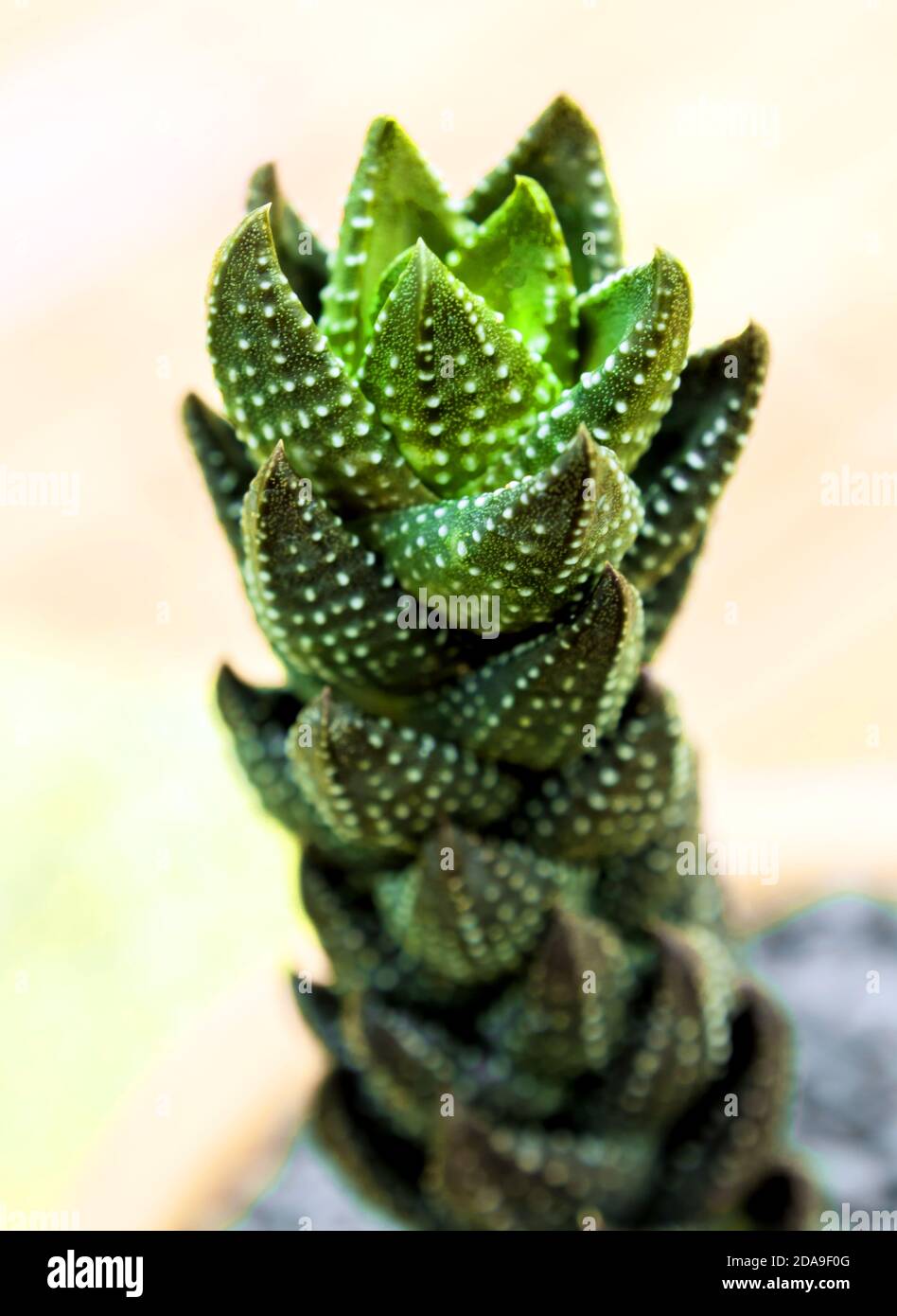 Succulent plant close-up leaves the texture of Haworthia Reinwardtii Stock Photo