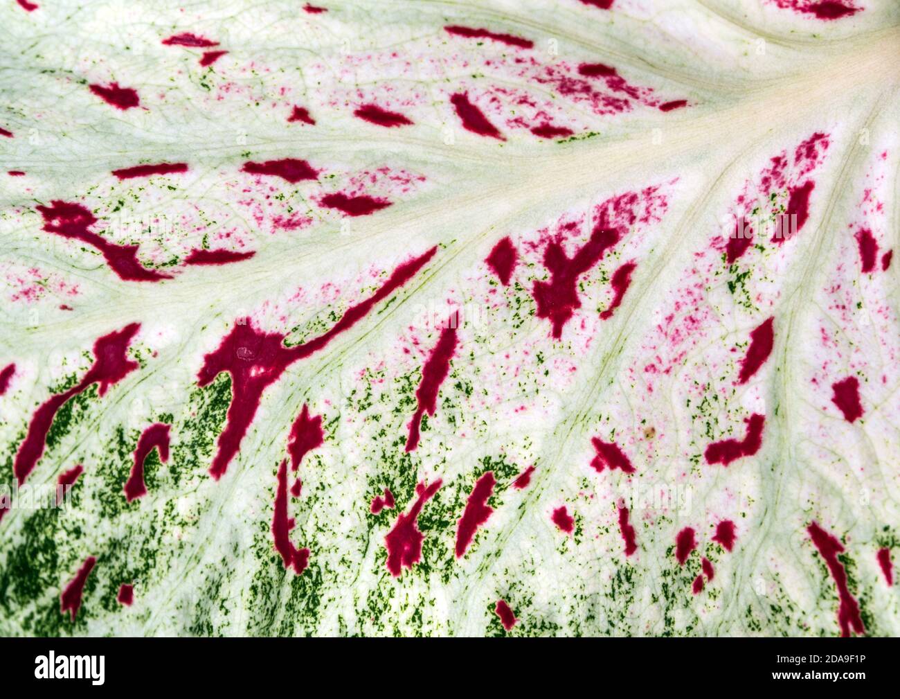 Red and green freckles on a White leaf of Caladium leaf Stock Photo