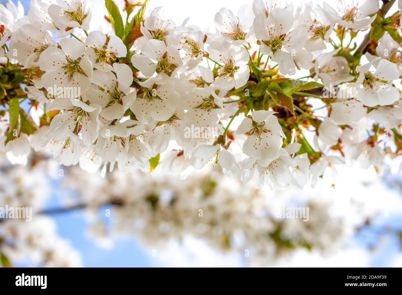 Branch with blossoming cherry tree flowers. Stock Photo