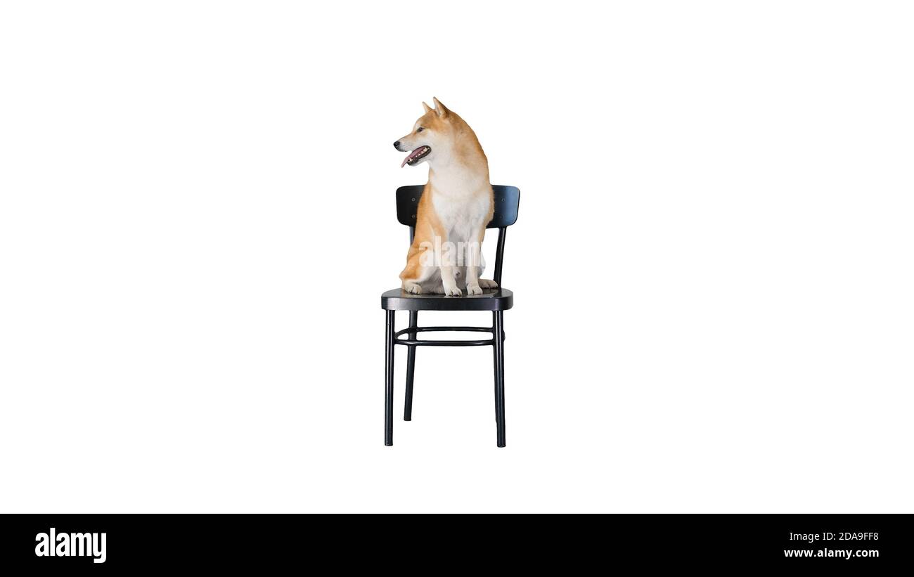 Shiba inu sitting on a chair on white background. Stock Photo