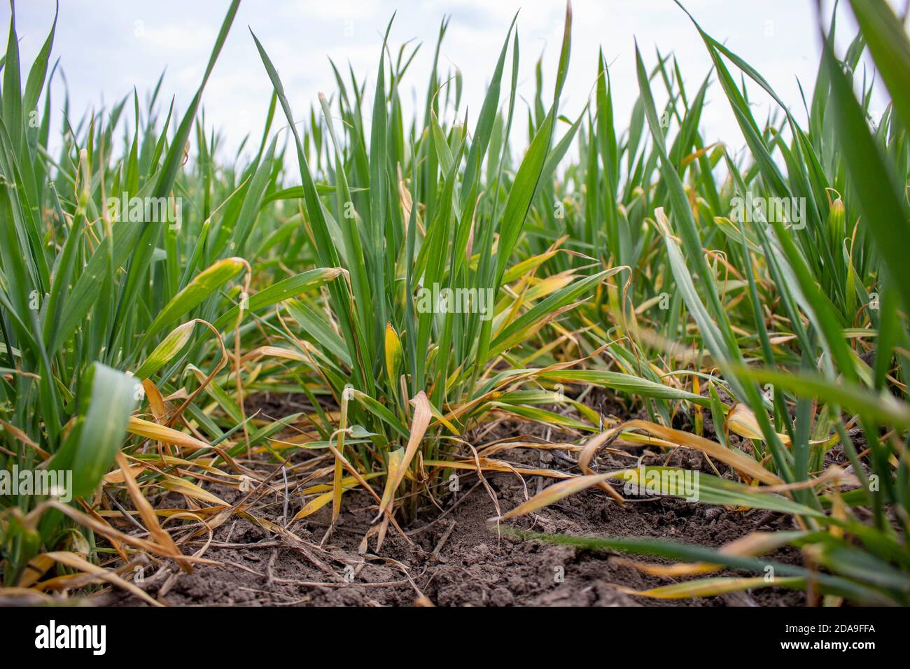 Drought damaged crops hires stock photography and images Alamy