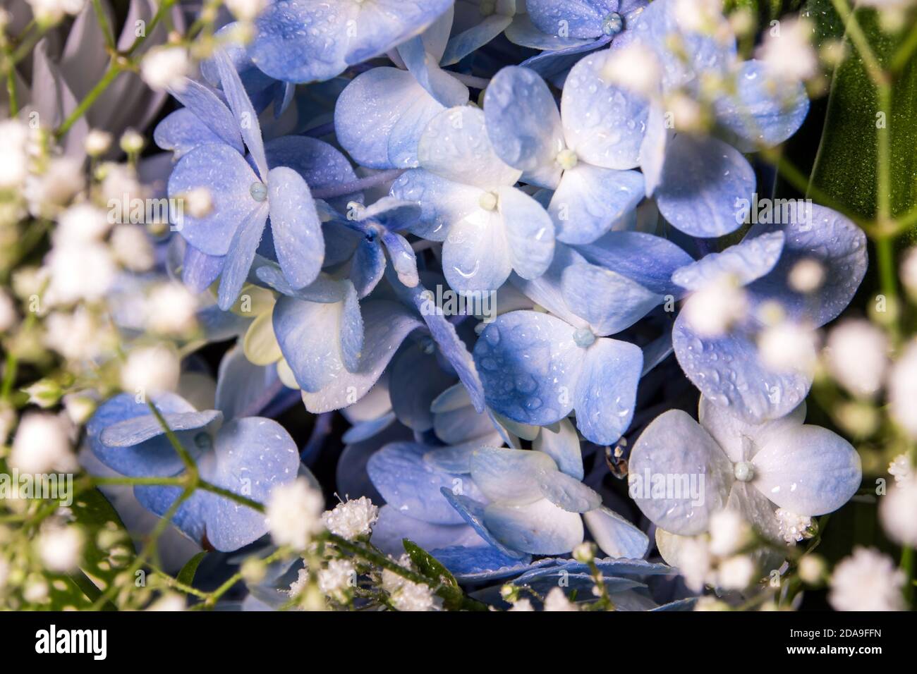 Blue fragile flowers and small white flower in the flower bouquet Stock Photo