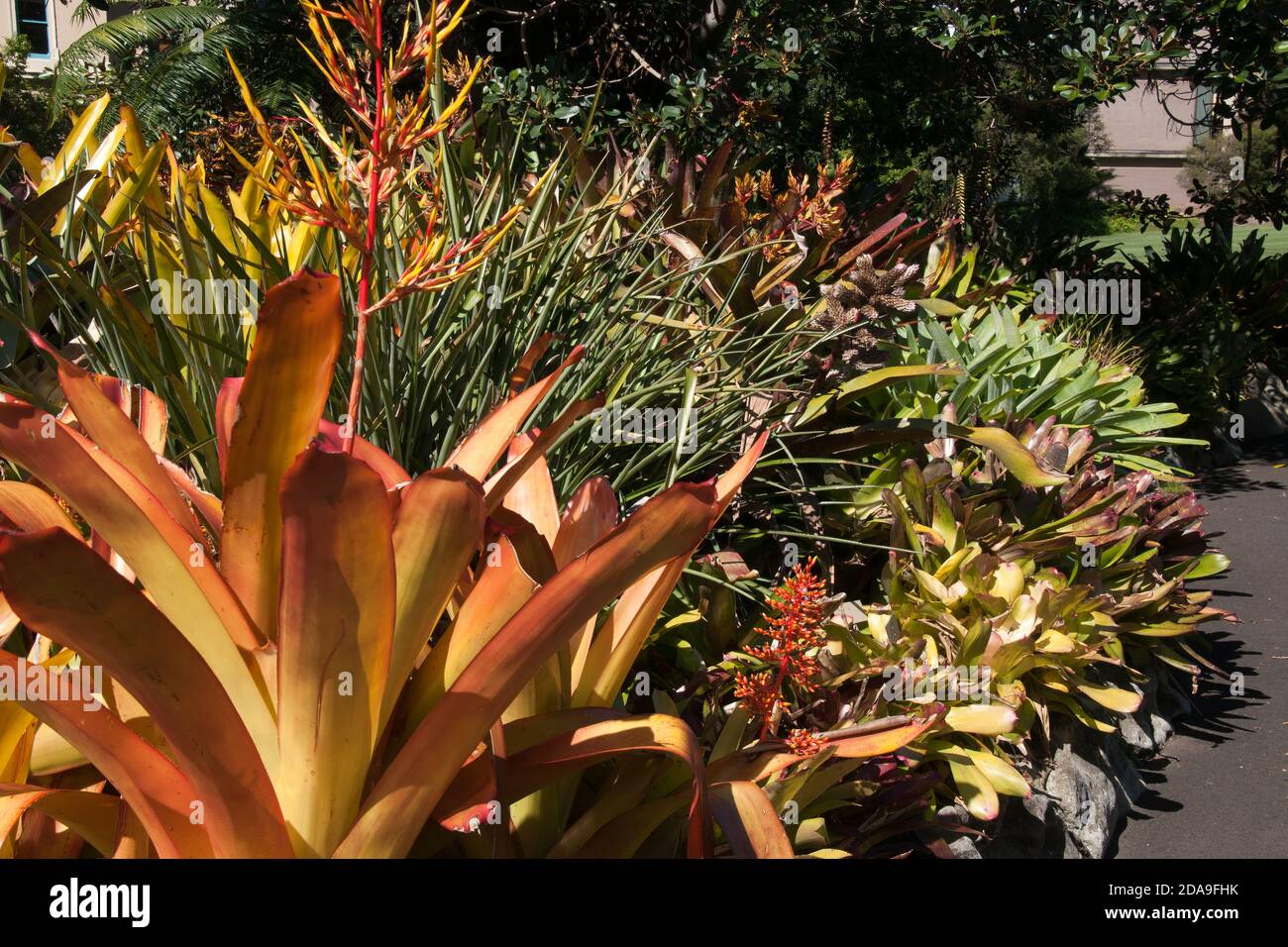 Sydney Australia, garden with colorful bromeliad plants Stock Photo
