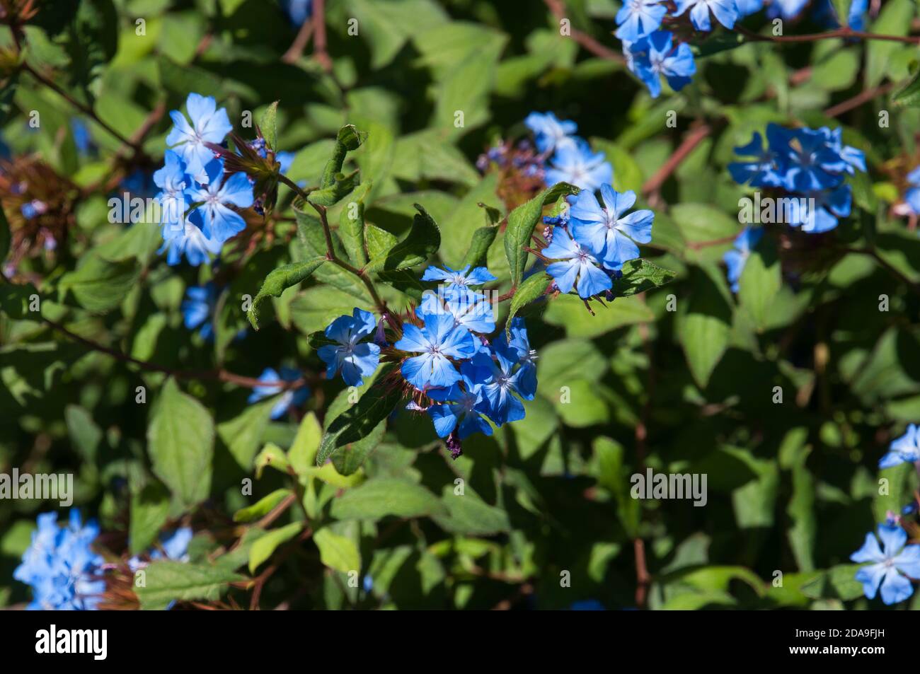 Sydney Australia, blue flowering Ceratostigma willmottianum plant native to Western China and