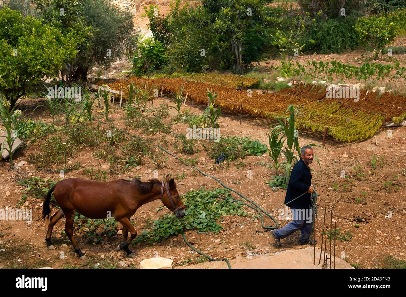 Tyre, Lebanon. 16th July, 2010. A Lebanese farmer leads his horse through  his tobacco field.Tobacco farming is a primary source of income in the  South of Lebanon; the work is fraught with