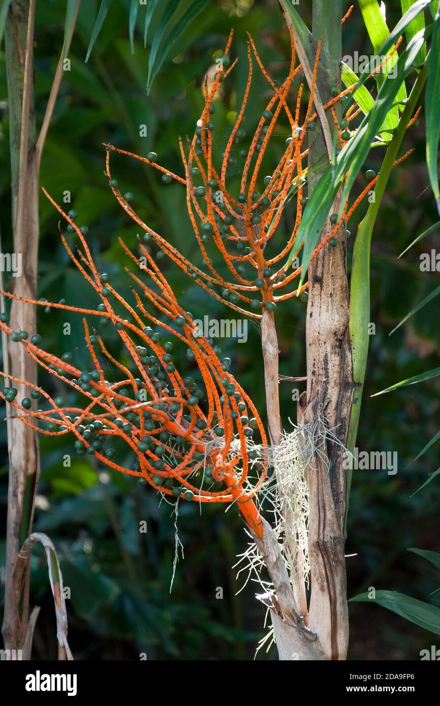 Sydney Australia, orange stems with dark purple fruit of a chamaedorea costaricana palm Stock Photo