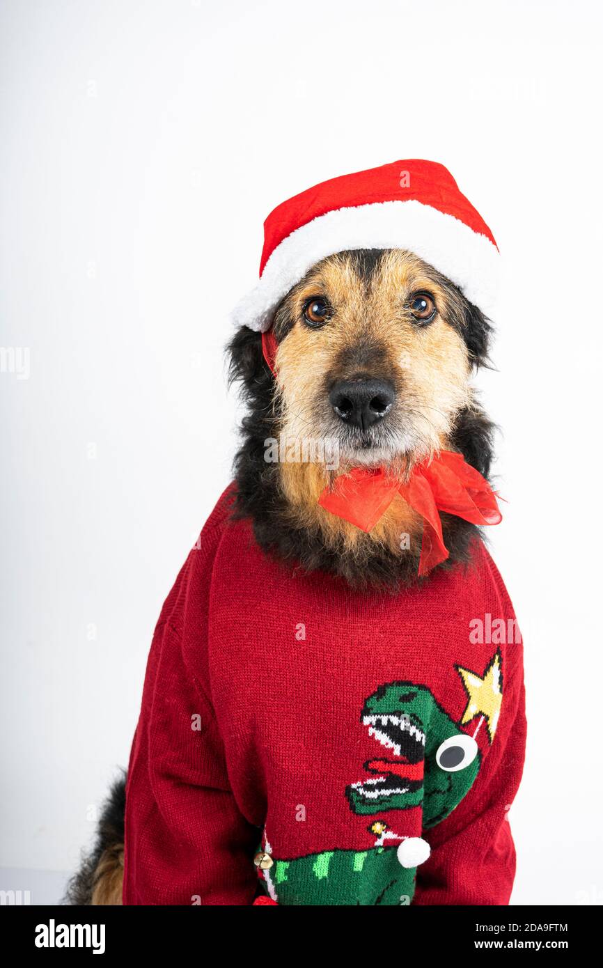 Funny christmas backgrounds hires stock photography and images Alamy