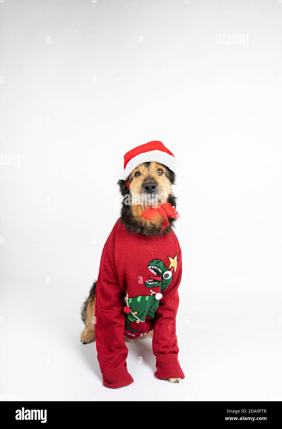 cockapoo xmas jumper