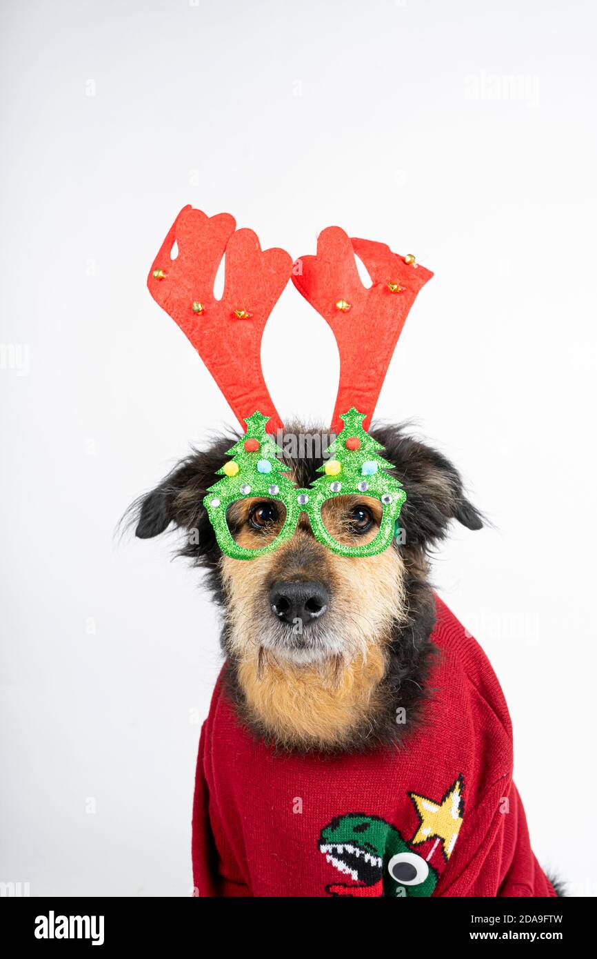 Reindeer with shop glasses christmas sweater