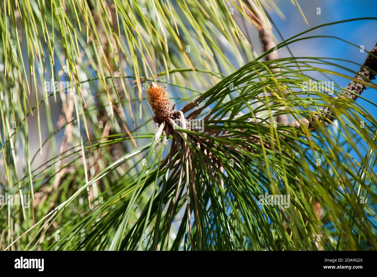 Sydney Australia, close-up of the flowering cone of a Pinus Roxburghii tree Stock Photo