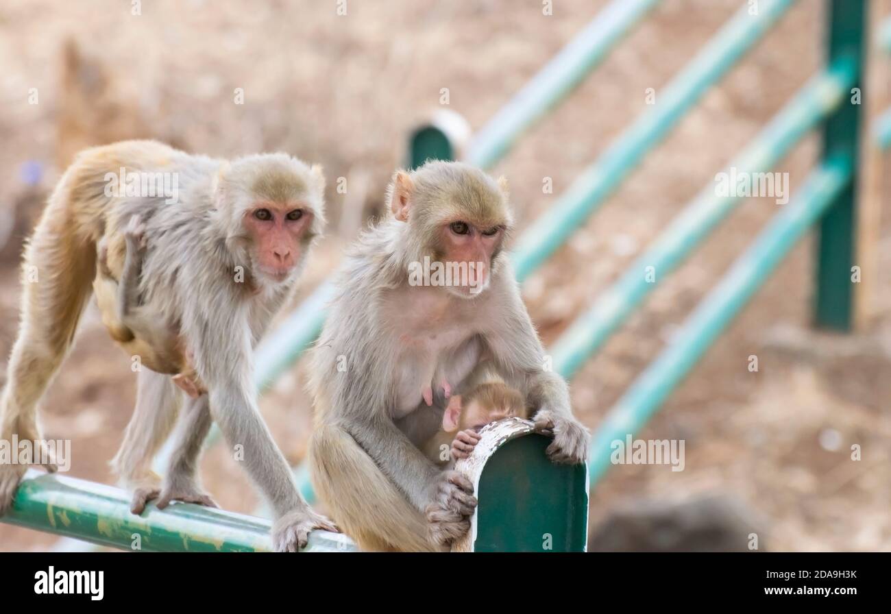 Rhesus Macaque or Red Faced Monkey Females with their Babies Stock Photo
