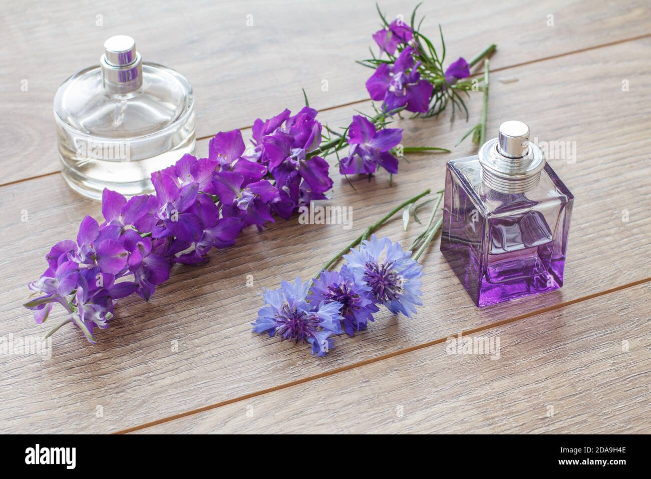 Bottles of perfume with knapweeds flowers on wooden boards. Top view. Stock Photo
