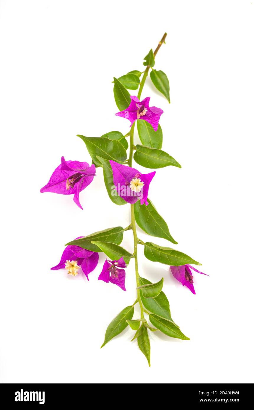 bougainvillea pink in front of white background Stock Photo - Alamy