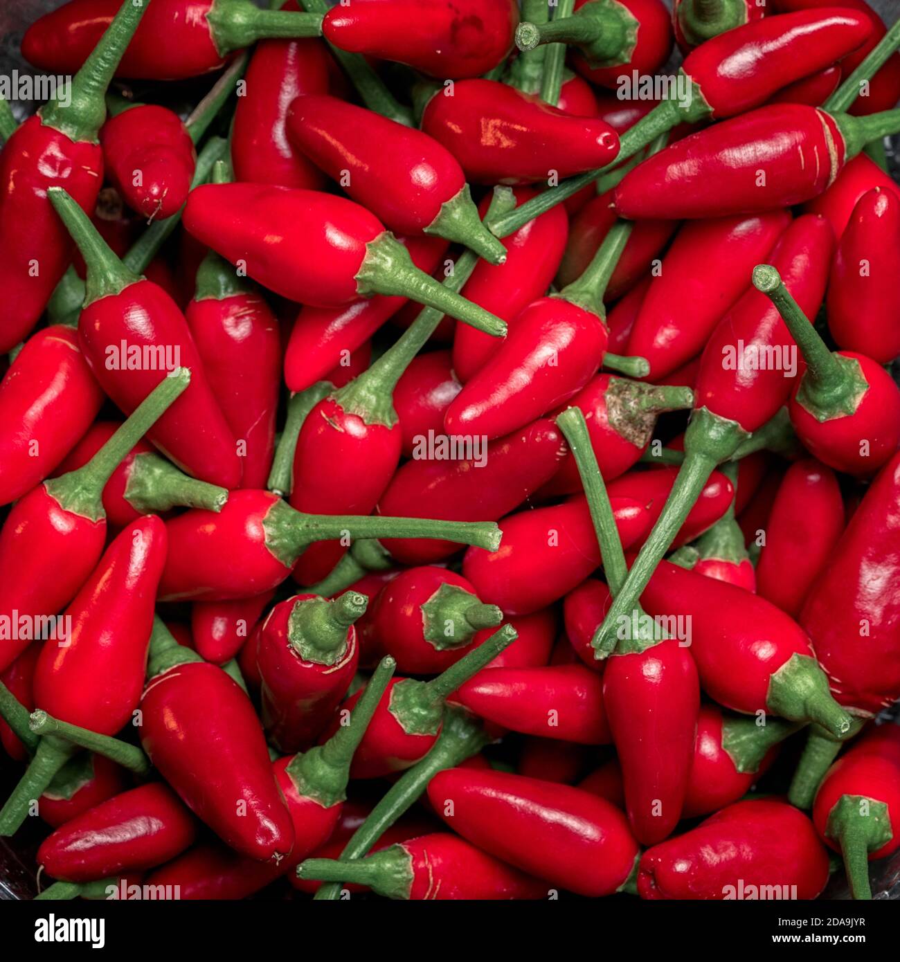 Red hot chilli peppers pattern texture background, square composition. Stock Photo