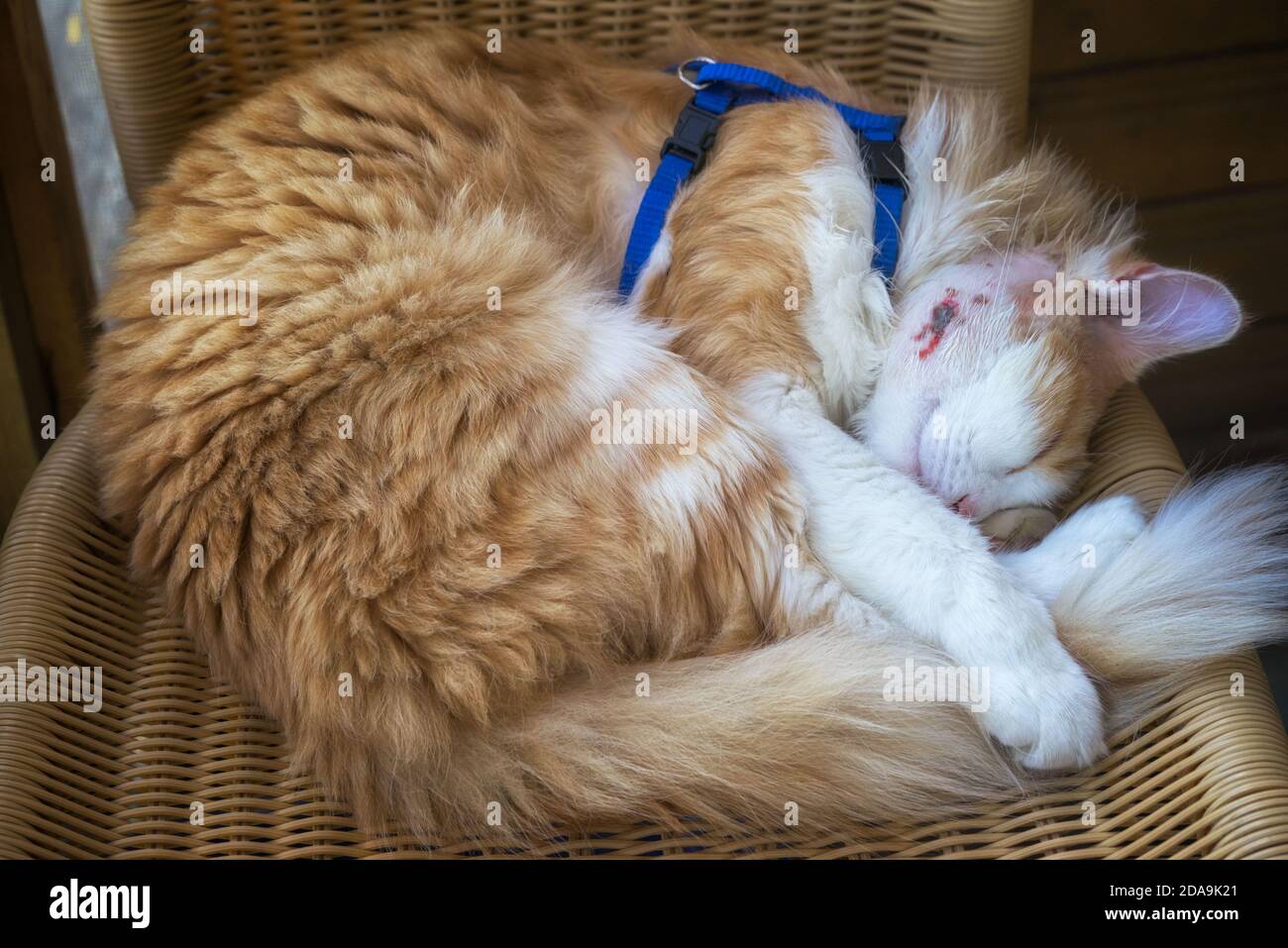 The cat sleeps with a wound healing abscess on his cheek after surgery to remove pus. Stock Photo