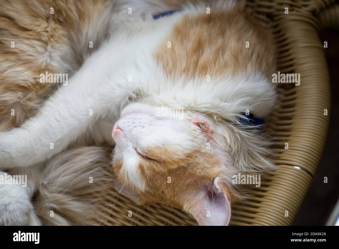 The cat sleeps with a wound healing abscess on his cheek after surgery
