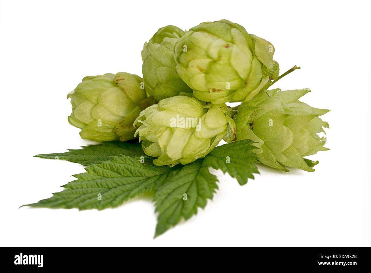 Fresh green hop branch isolated on white background. Hop cones for making beer and bread. Stock Photo