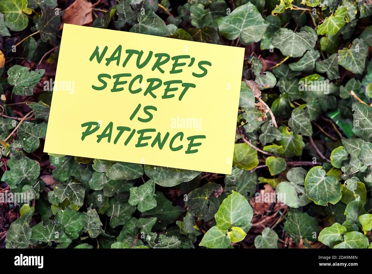 Nature's secret is patience motivational quote written on paper on