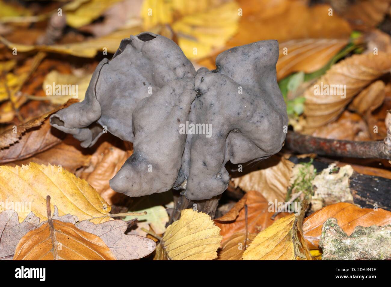 An Elfin Saddle fungus, Helvella Lacunosa, growing in woodland in the UK. Stock Photo