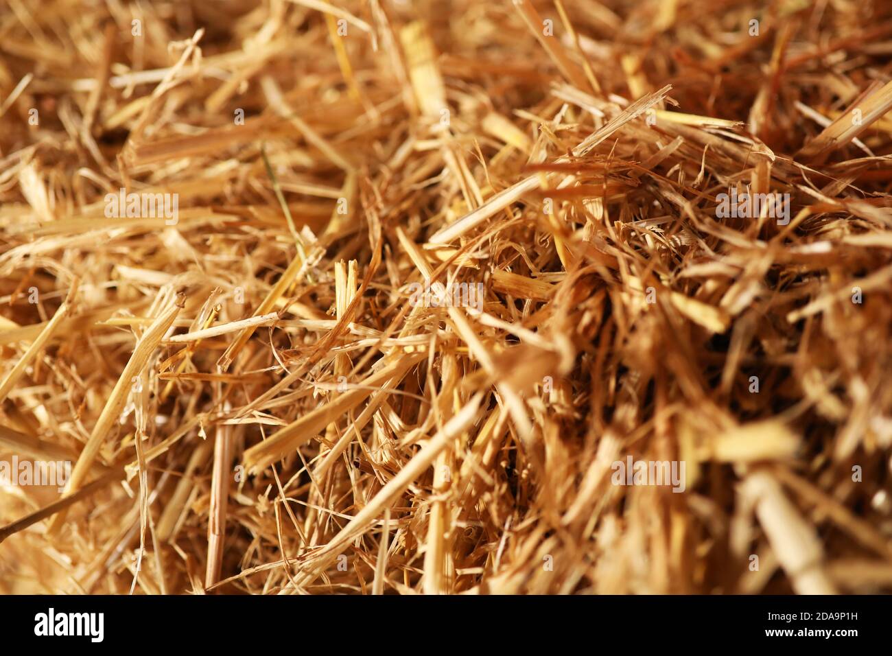 Close up photograph of straw bundle of hay in a farm in Hampshire, UK. Stock Photo