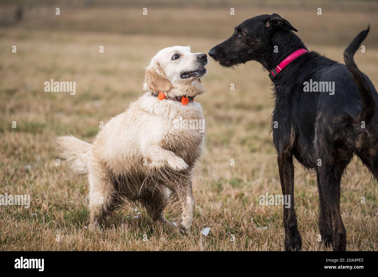 Two dogs playing in the autumn meadow Stock Photo - Alamy