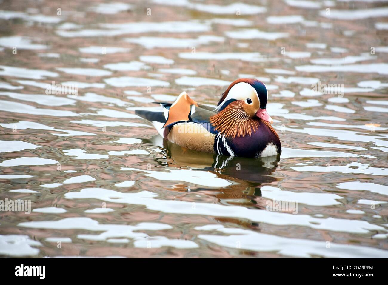 Mandarin duck swimming in a pond Stock Photo - Alamy