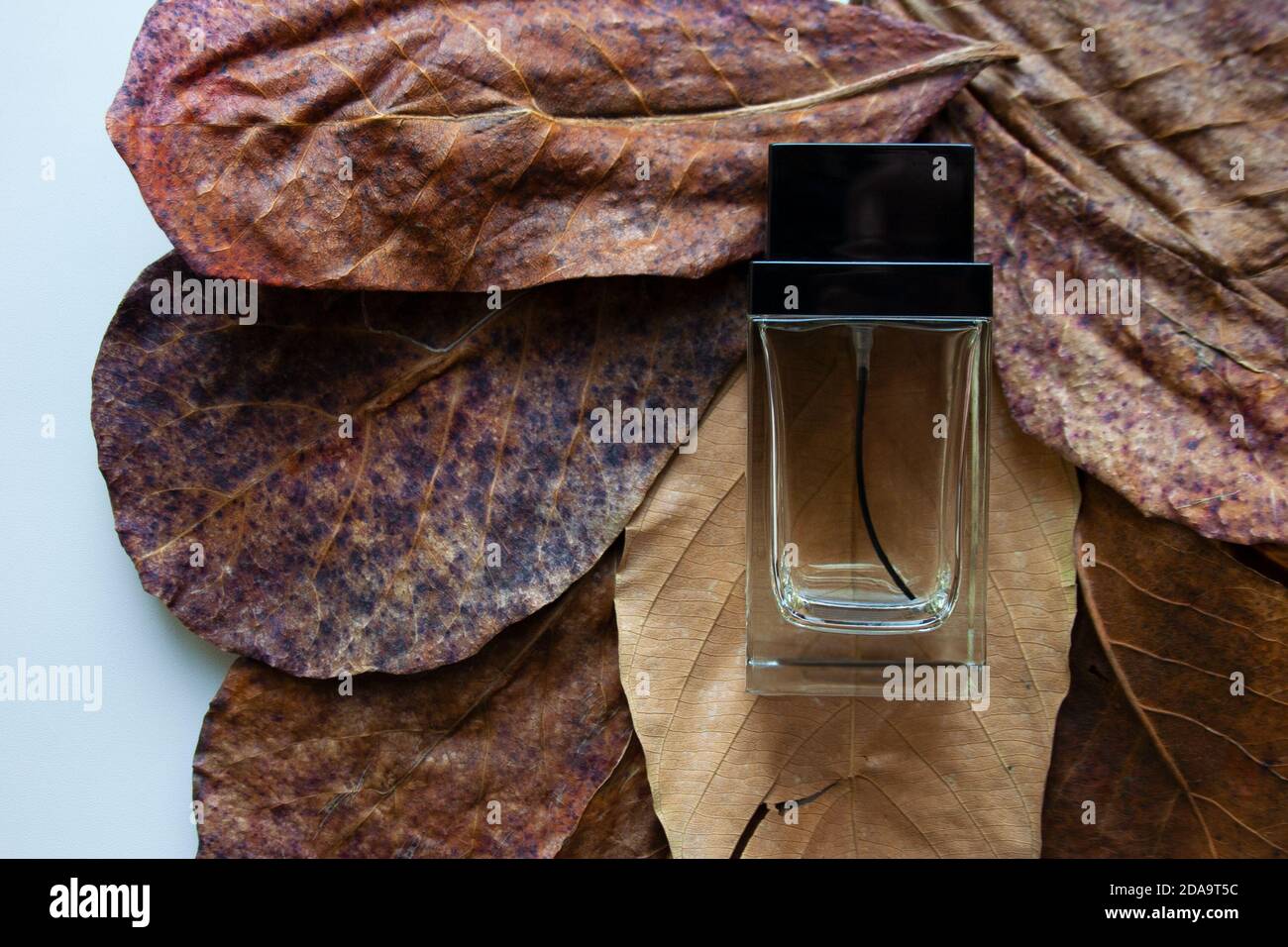 Glass perfume bottle on bronze dry leaves from a high angle view Stock Photo
