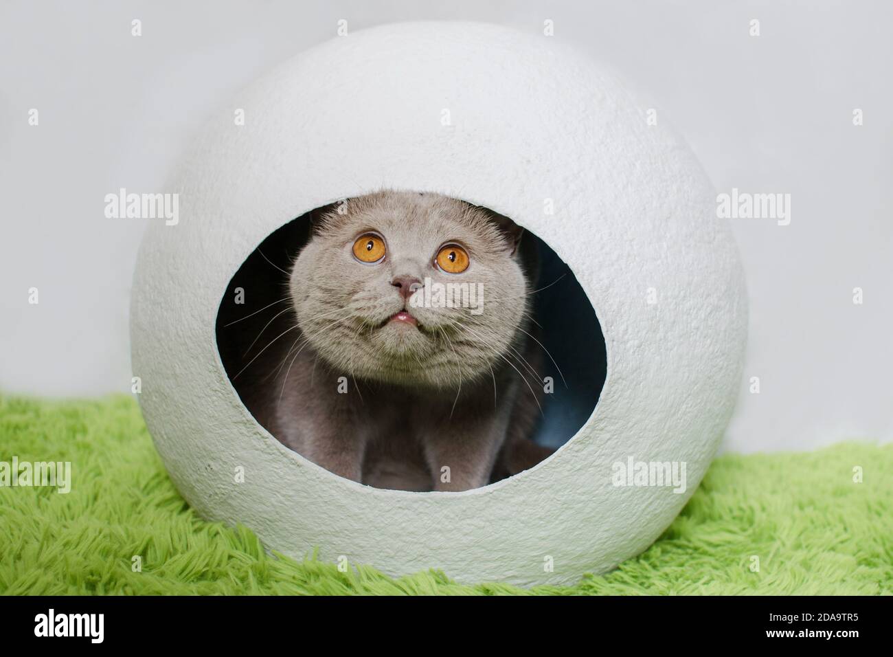 British cat in white sphere house on green background. House from
