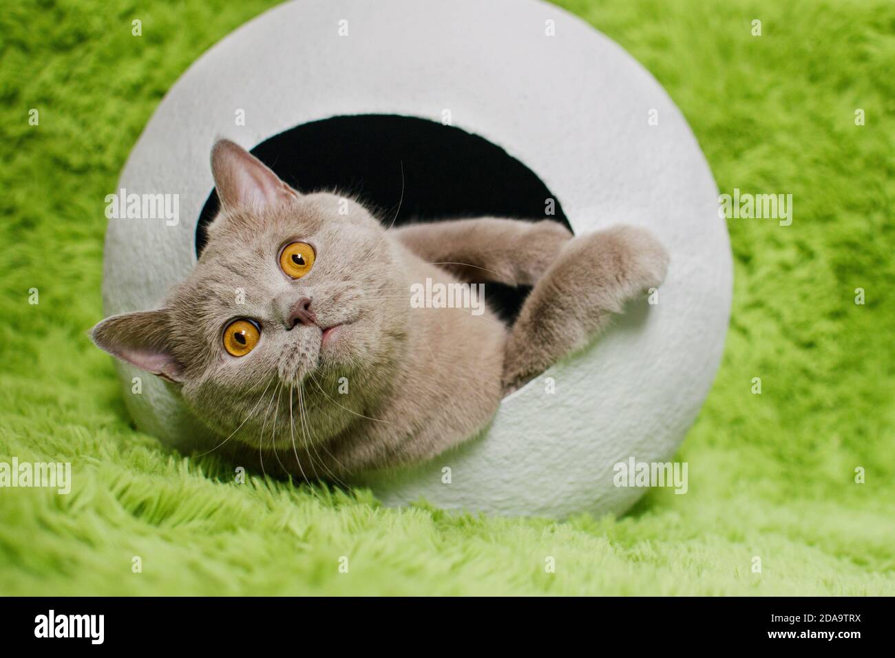 British cat in white sphere house on green background. House from
