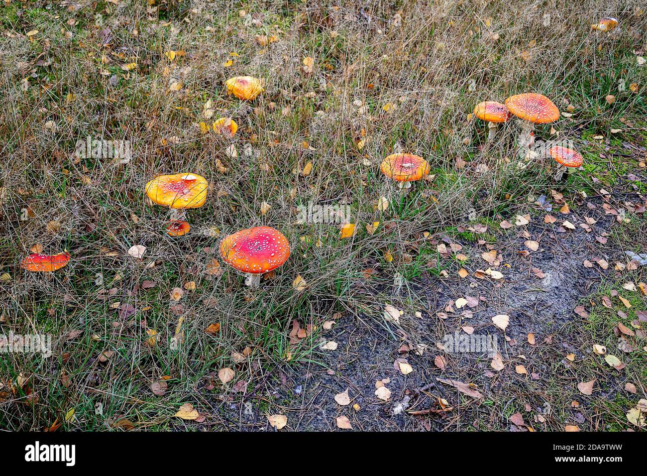 Forest glade with toxic mushrooms Toadstools Stock Photo Alamy