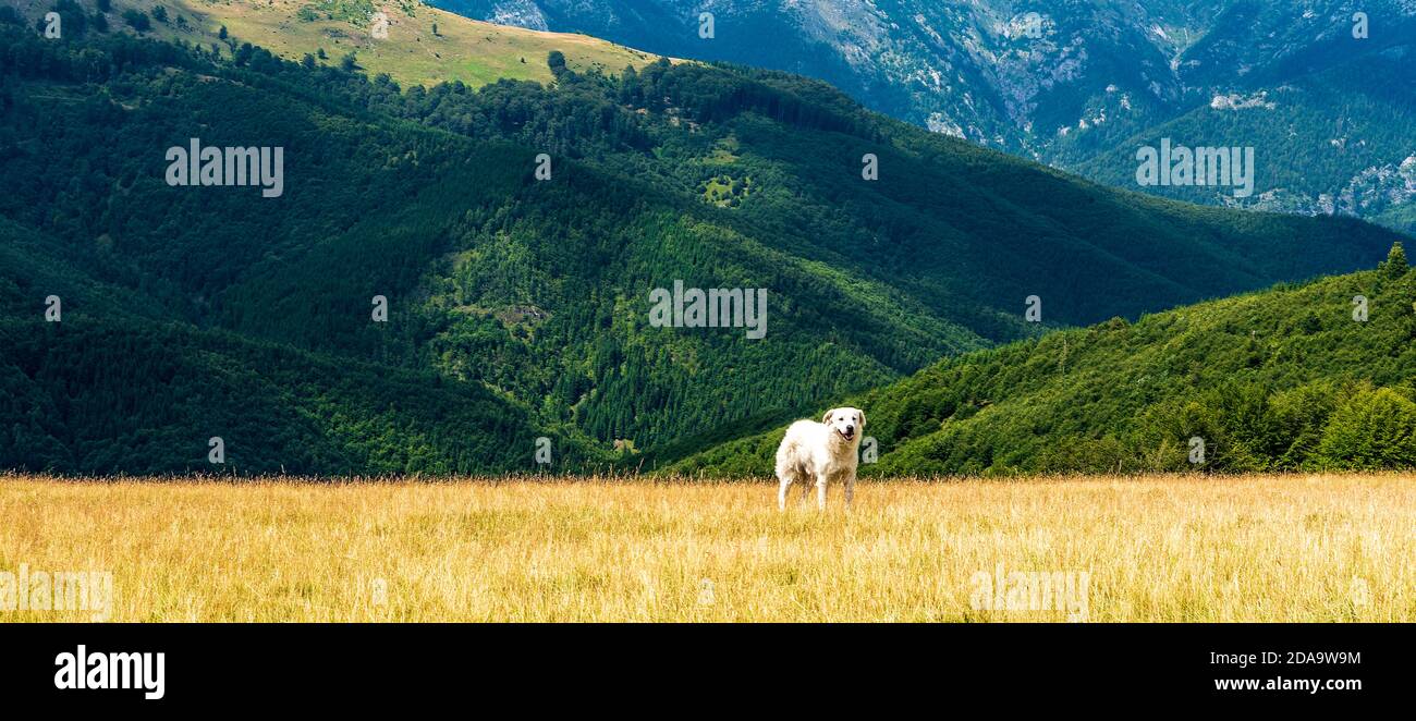 Herding dog on mountain meadow with hills on the background in Carpathian mountains in Romania Stock Photo
