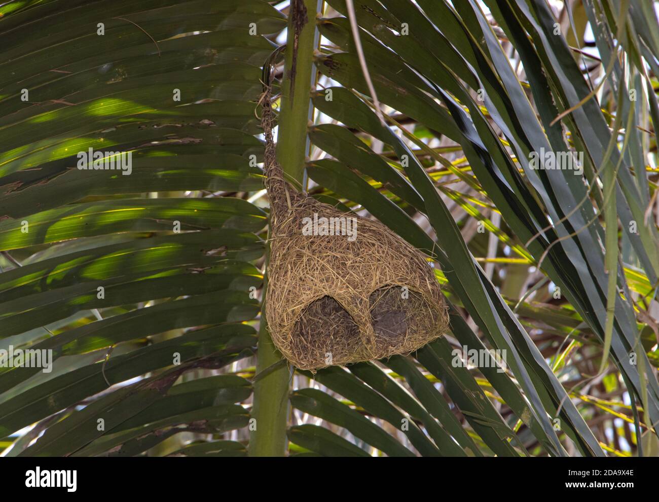 A bird nest hang under leaf of palm tree. The long pendulous nesting