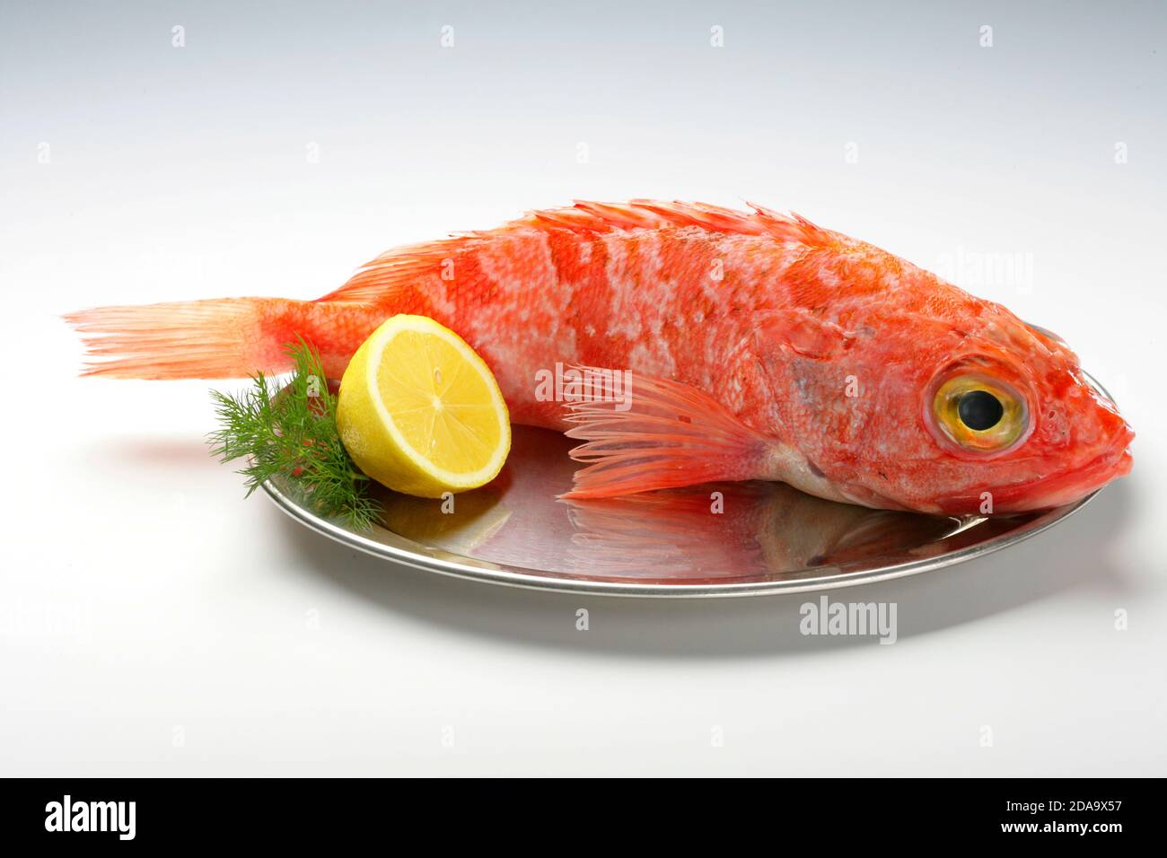 Rose (ocean perch, redfish, Norway haddock, perch, red bream, golden hemdurgan). (CTK Photo/Zdenek Rerych Stock Photo - Alamy