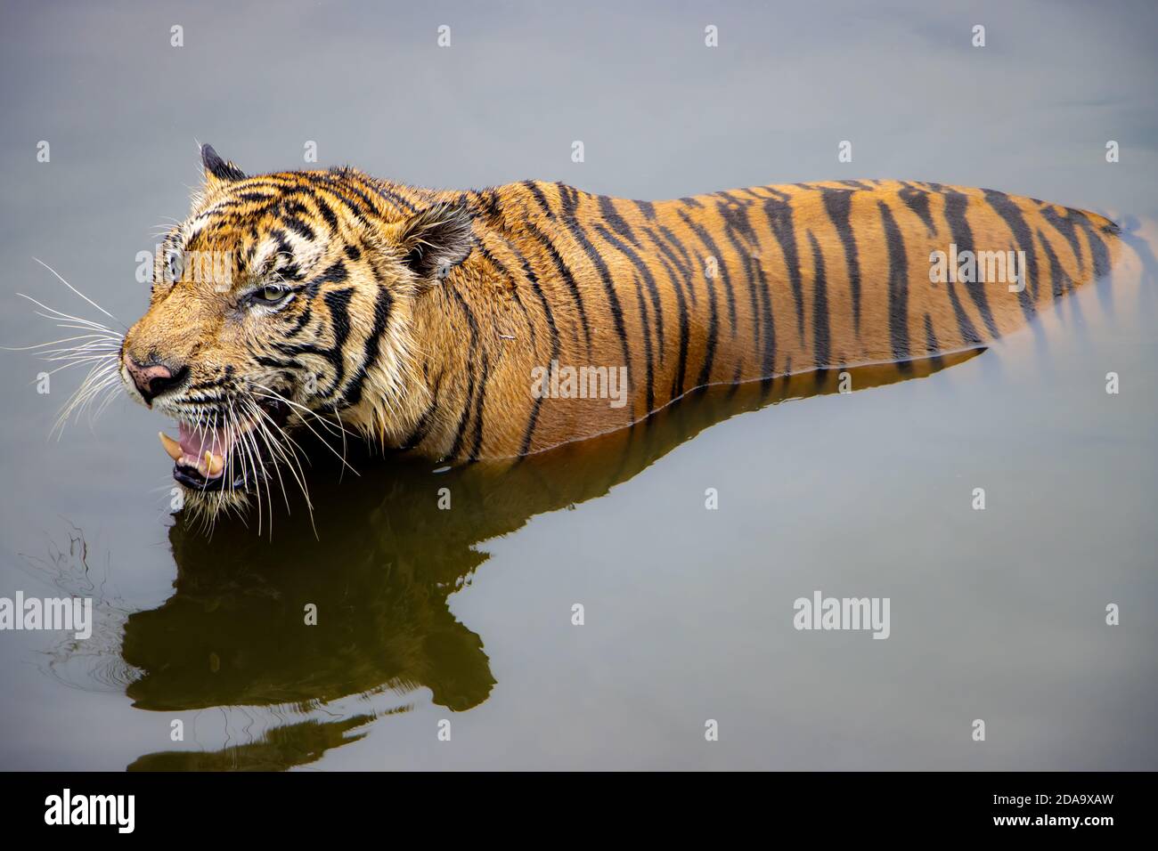 The roaring tiger stands in the water. A tiger stands in the water with his a reflection on a calm surface. Stock Photo