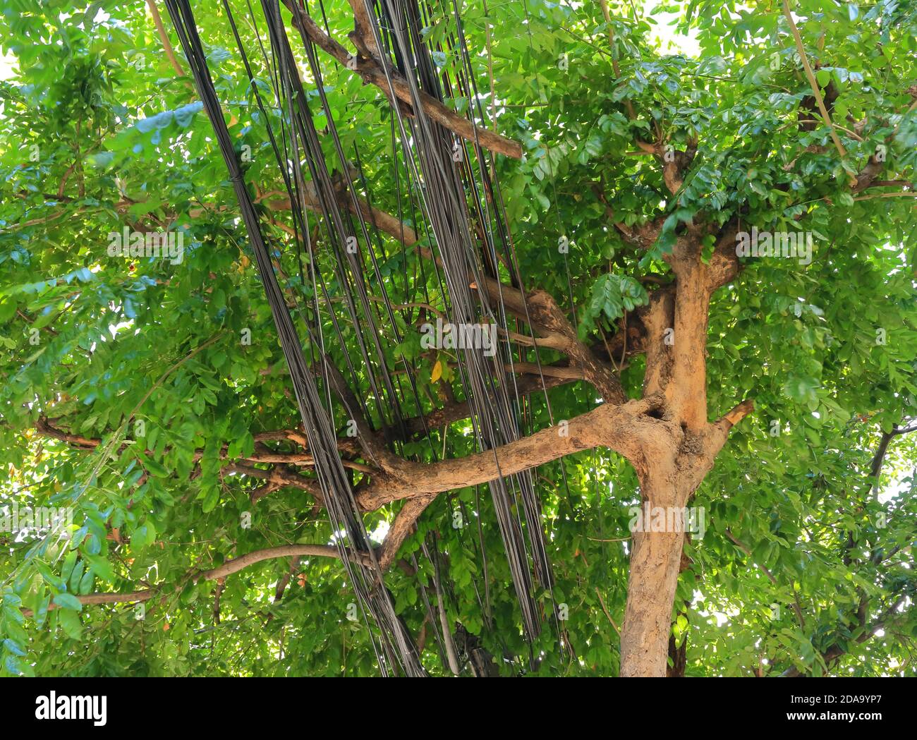 Low angle view and selective focus on group of power lines run into overgrown tree, this can cause short circuit and blackout Stock Photo