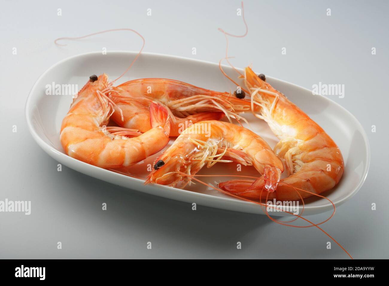 caridea, caridean shrimp, prawns, Penaeus monodon, giant tiger prawn, Asian tiger shrimp, black tiger shrimp (CTK Photo/Zdenek Rerych) Stock Photo