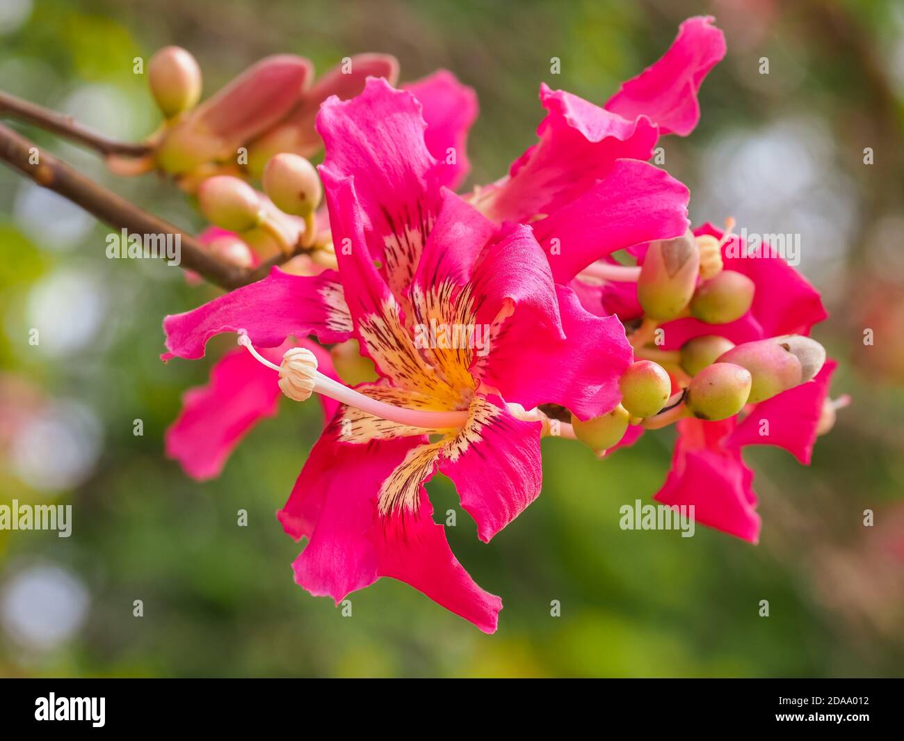 Silk floss tree or Ceiba speciosa flower. Hibiscus-shaped blossom with creamy-whitish center and pink tips. Chorisia speciosa of the family Malvaceae. Stock Photo