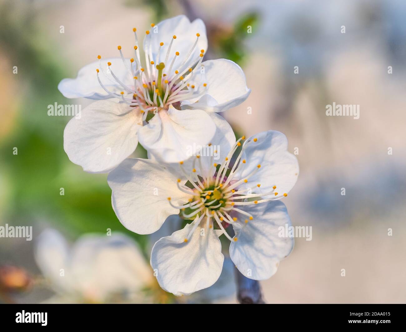 Sweet cherry flowers. White blossoms of Prunus avium in the blurred background. Deciduous, flowering plant in the family Rosaceae, subgenus Cerasus. Stock Photo