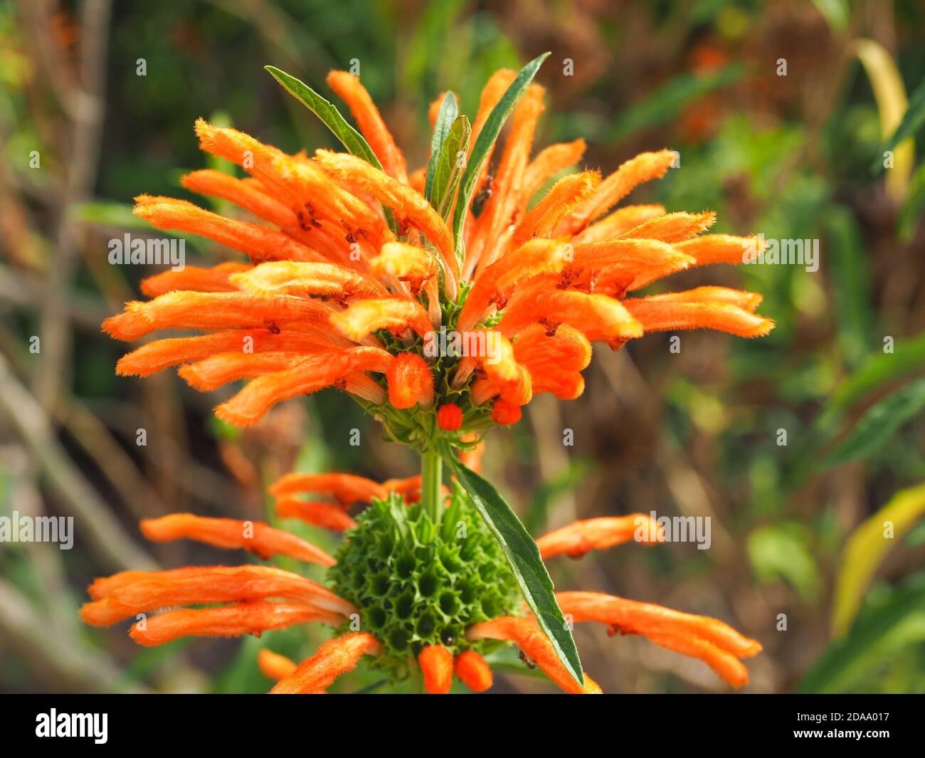 Wild Dagga flower. Leonotis leonurus known as lion's tail is large shrub, flowering plant. Tubular shape orange blossoms in the mint family, Lamiaceae Stock Photo