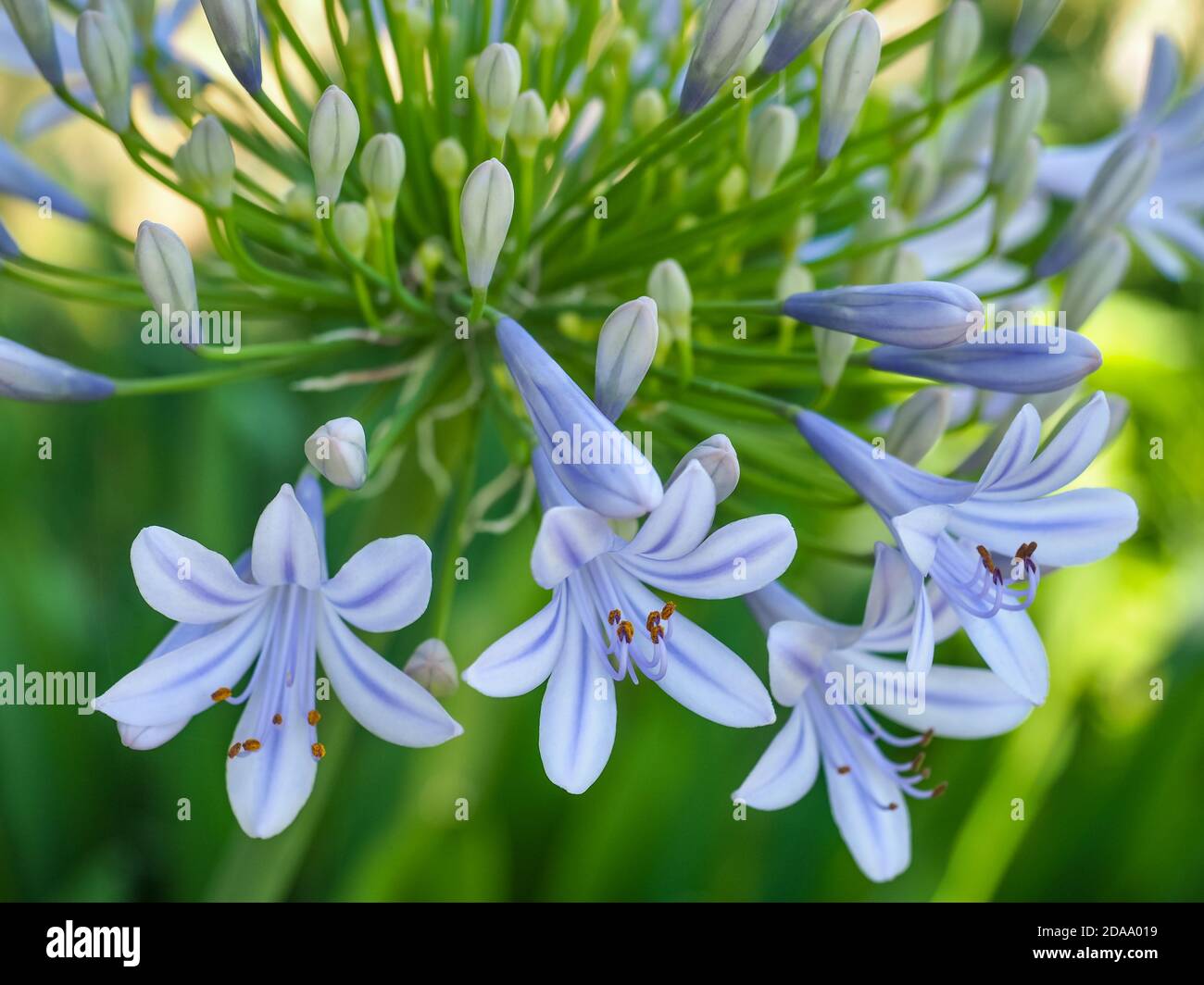 Agapanthus praecox, African lily or Lily of the Nile is popular garden plant in Amaryllidaceae family. Common agapanthus have light blue flowers. Stock Photo