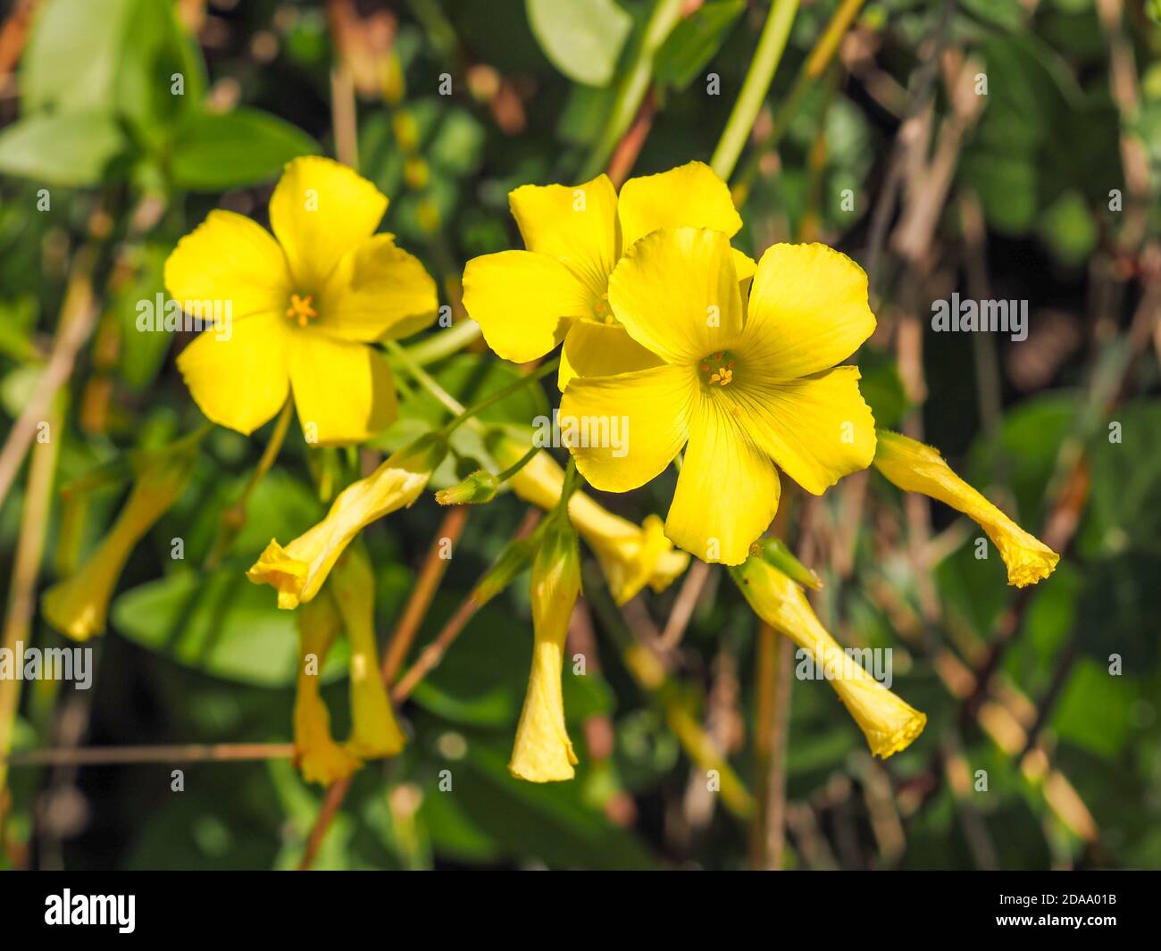 Yellow Oxalis pes-caprae, Bermuda buttercup or African wood-sorrel flowers. Buttercup oxalis is flowering plant in the wood sorrel family Oxalidaceae. Stock Photo