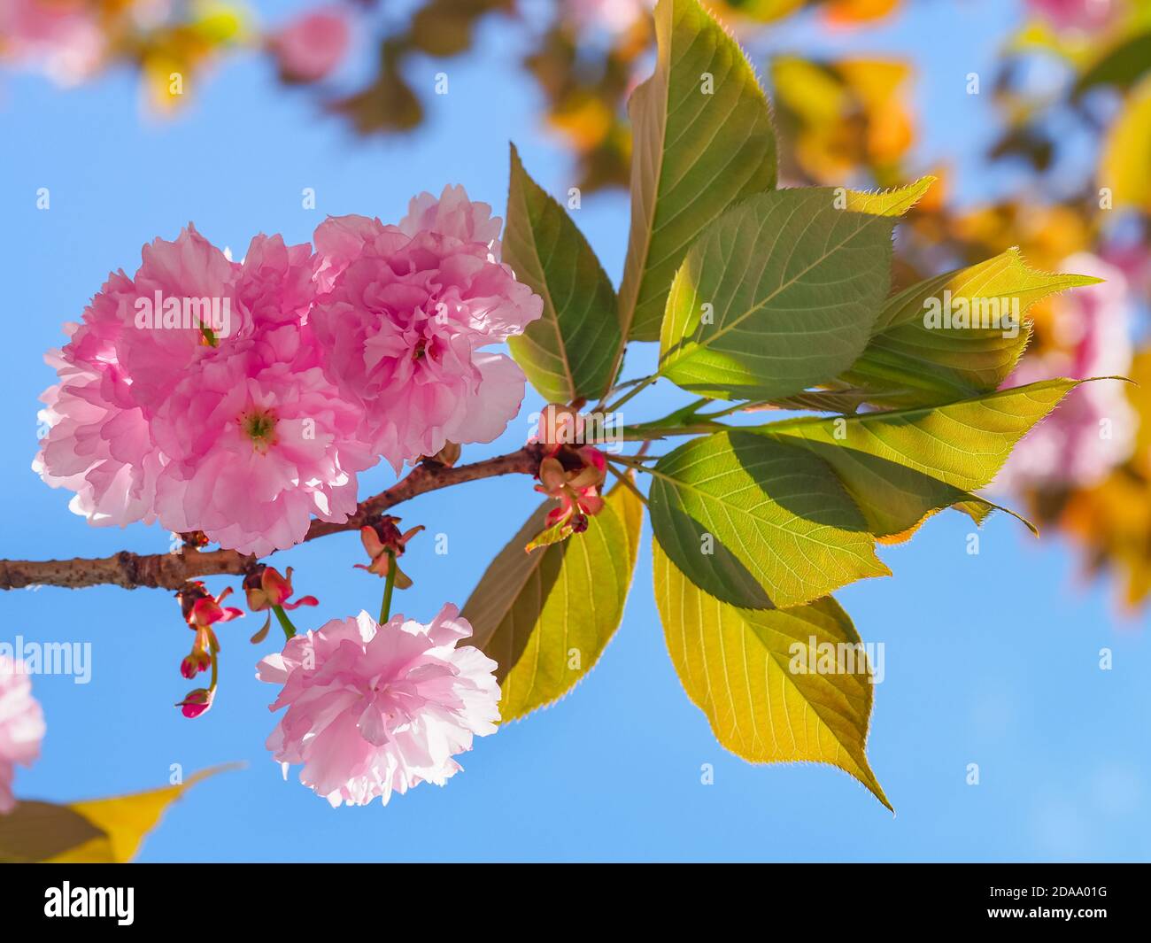Branch of Prunus Kanzan cherry with pink double flowers and green leaves. Prunus serrulata, flowering tree. Sekiyama cherry, Japanese cherry, Sakura. Stock Photo