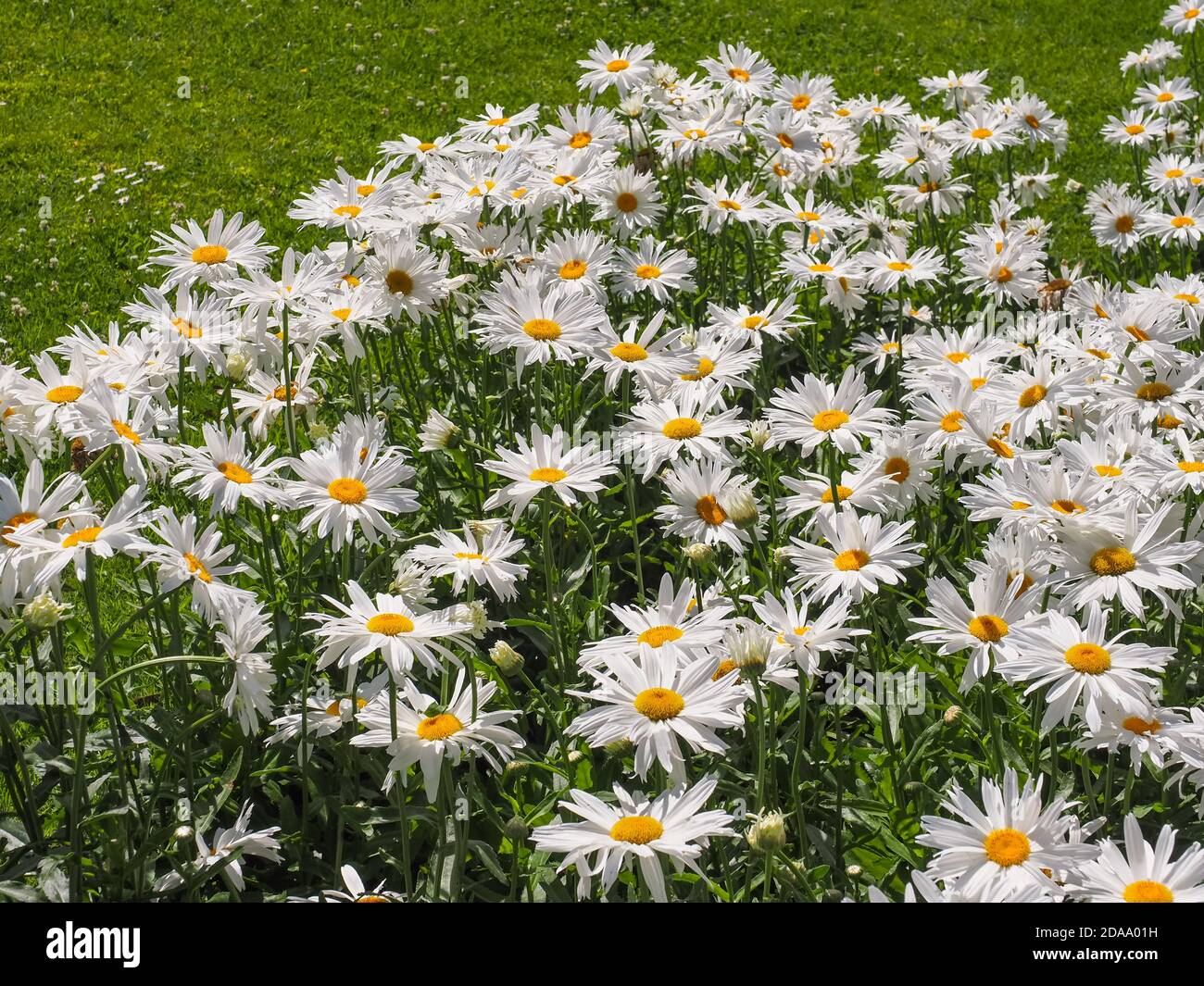 Leucanthemum Maximum, white daisy-like flowers. Max Chrysanthemum is popular garden hybrid, perennial, flowering plant in the aster family Asteraceae. Stock Photo