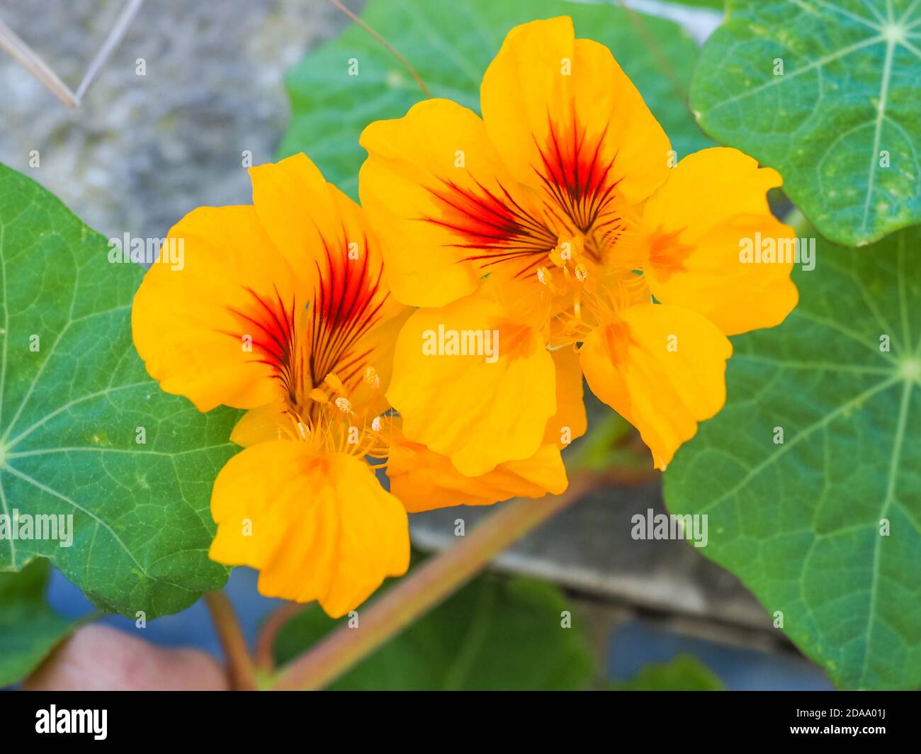 Tropaeolum majus flowers. Garden Nasturtium, disc-shaped leaves, orange blossoms. Indian cress or monks cress is flowering plant, Tropaeolaceae family Stock Photo