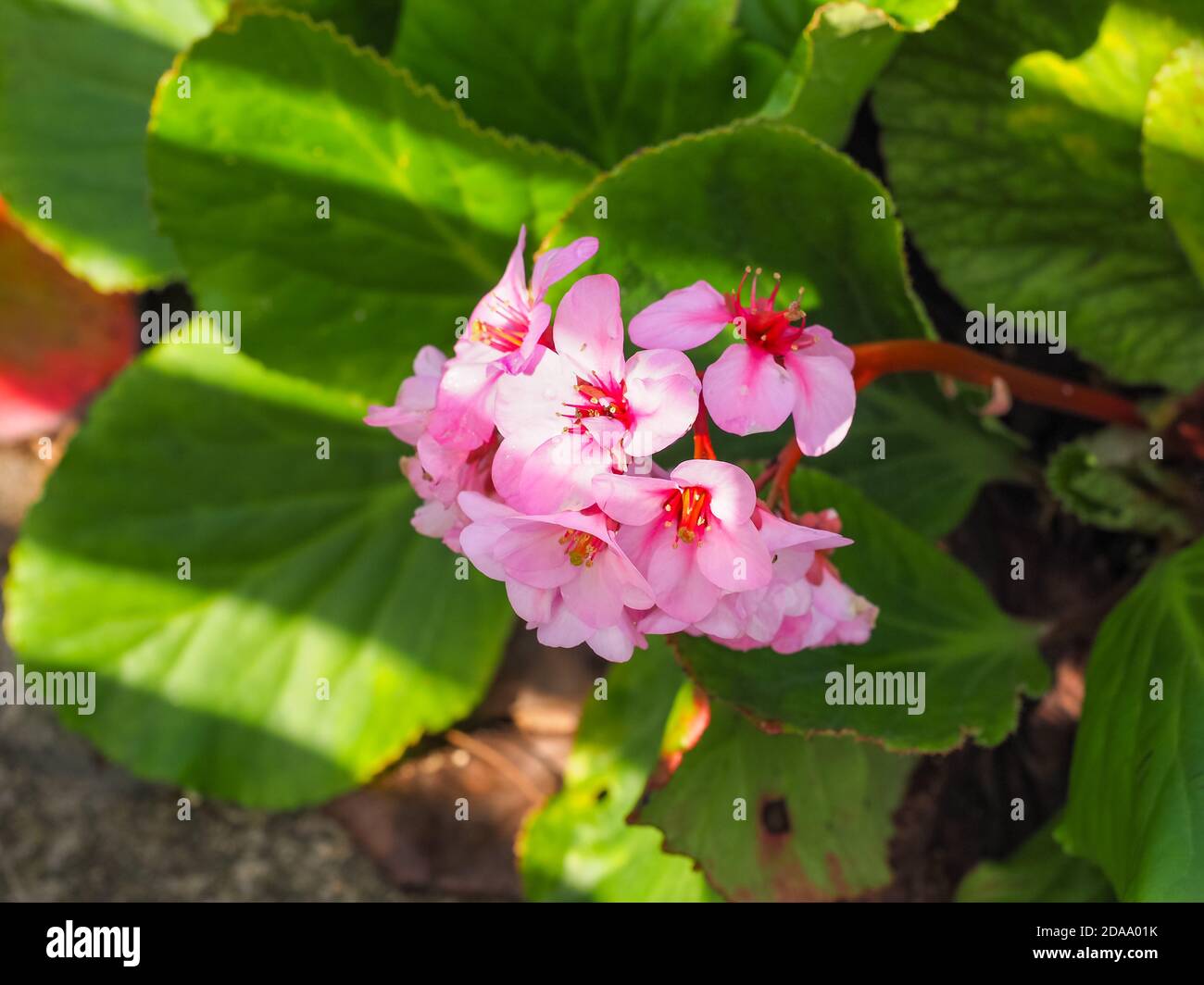 Elephants ears or Bergenia schmidtii. Large, evergreen leaves and pink flowers. Bergenia crassifolia is flowering plant in the family Saxifragaceae. Stock Photo