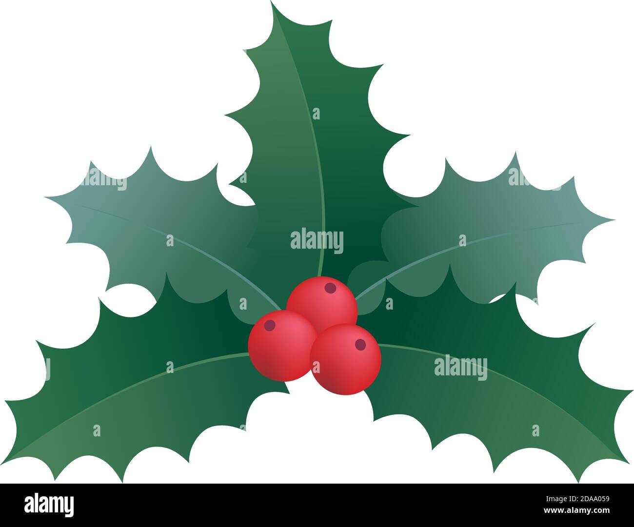 Illustration isolated on white background of various Christmas holly ...