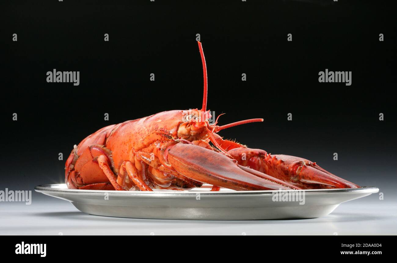 Homarus gammarus, European lobster, common lobster. (CTK Photo/Zdenek ...
