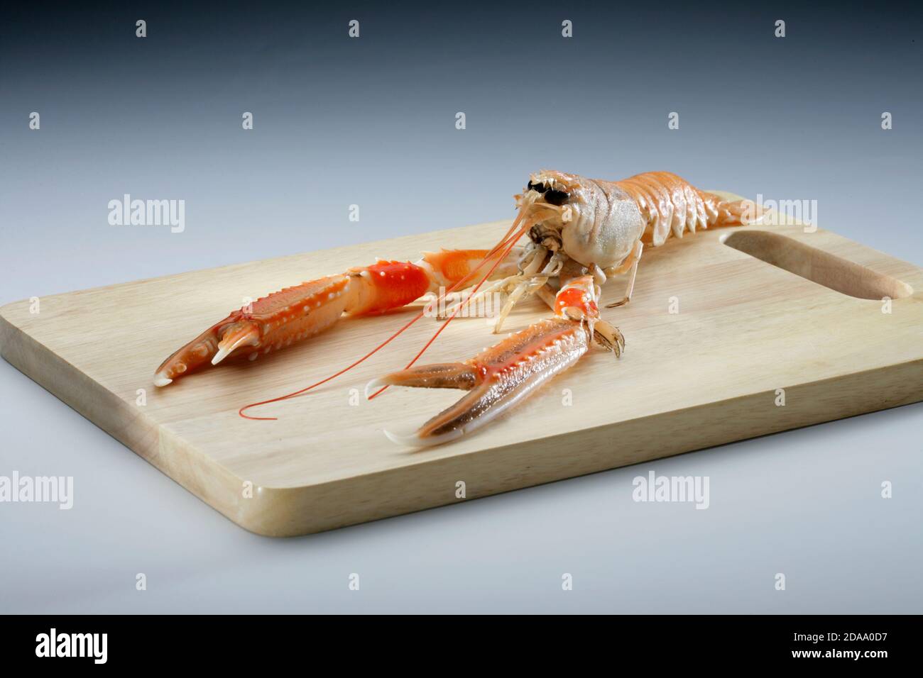 Nephrops norvegicus, Norway lobster, Dublin Bay prawn, langoustine ...